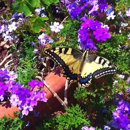 Corfu Sun Pool Side 4*